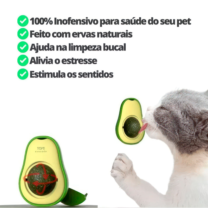 Abacate Erva-de-Gato de Pendurar