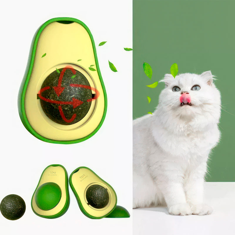 Abacate Erva-de-Gato de Pendurar
