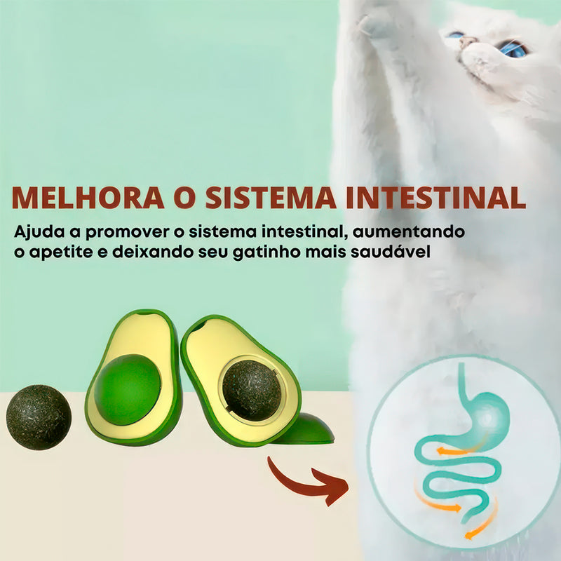 Abacate Erva-de-Gato de Pendurar